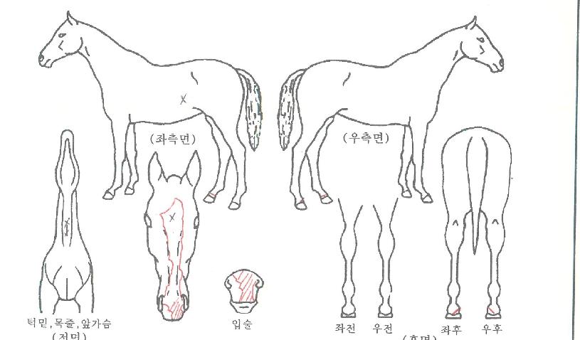 ���ǵ帶��ƾ�� ����,���,�޸�,�λ�,�ٸ��� Ư¡����