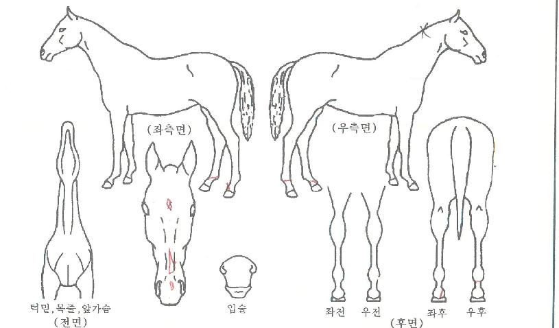 ·°Å°Åõ°Ô´õÀÇ Ãø¸é,¿ì¸é,µÞ¸é,µÎ»ó,´Ù¸®ÀÇ Æ¯Â¡µµÇØ