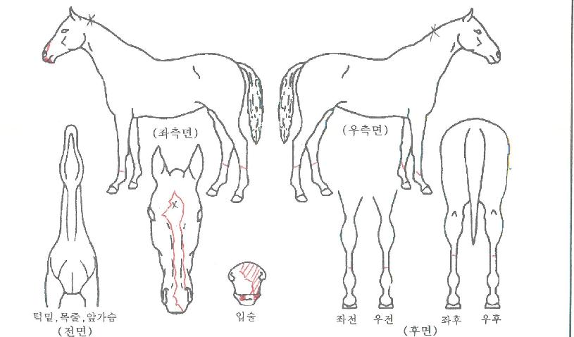 �������ڸ��� ����,���,�޸�,�λ�,�ٸ��� Ư¡����