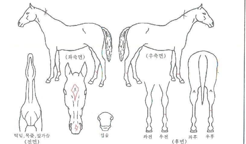 ���̾ƽ����� ����,���,�޸�,�λ�,�ٸ��� Ư¡����