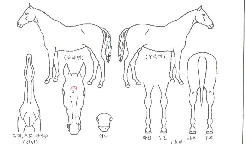 ÆÄÀ̳νºÄ«ÀÌÀÇ Ãø¸é,¿ì¸é,µÞ¸é,µÎ»ó,´Ù¸®ÀÇ Æ¯Â¡µµÇØ