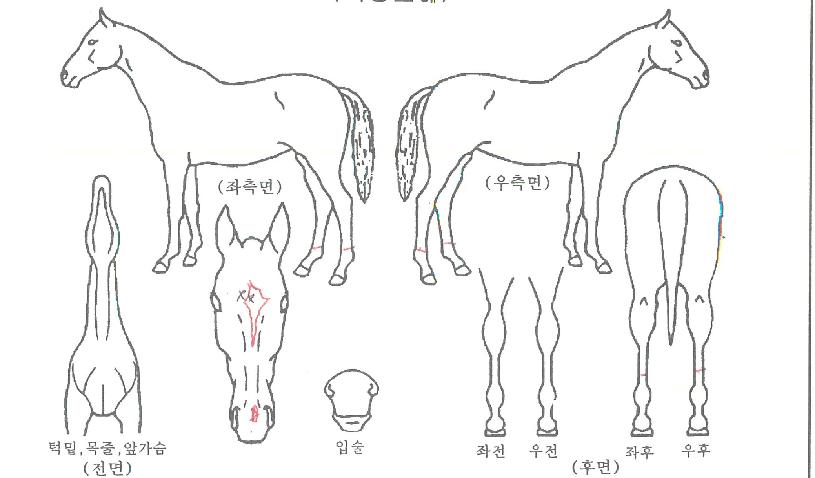 »óÇÏÀÌ¹ÎÆ®ÀÇ Ãø¸é,¿ì¸é,µÞ¸é,µÎ»ó,´Ù¸®ÀÇ Æ¯Â¡µµÇØ