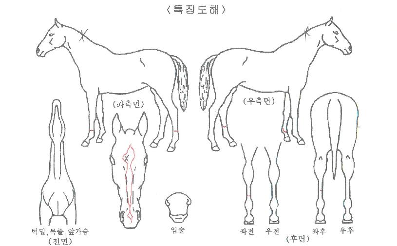 �ٶ��ǼҸ��� ����,���,�޸�,�λ�,�ٸ��� Ư¡����