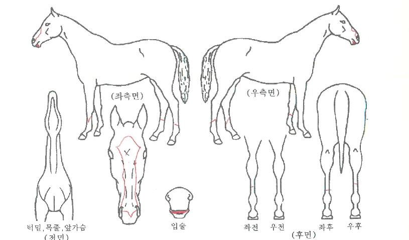 �����̵����� ����,���,�޸�,�λ�,�ٸ��� Ư¡����