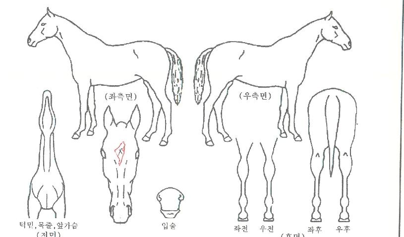 �������� ����,���,�޸�,�λ�,�ٸ��� Ư¡����