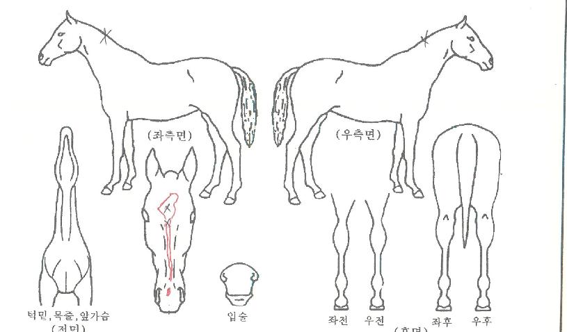 ī�к����̵��� ����,���,�޸�,�λ�,�ٸ��� Ư¡����