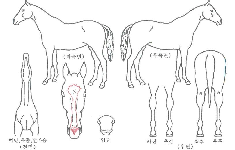 ¼¼¸í½ºÅèÀÇ Ãø¸é,¿ì¸é,µÞ¸é,µÎ»ó,´Ù¸®ÀÇ Æ¯Â¡µµÇØ