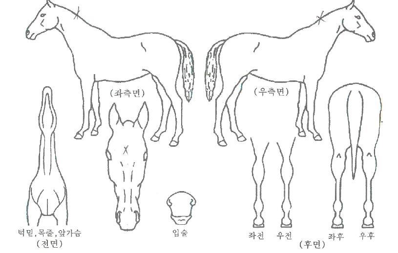 �⸶�δ����� ����,���,�޸�,�λ�,�ٸ��� Ư¡����