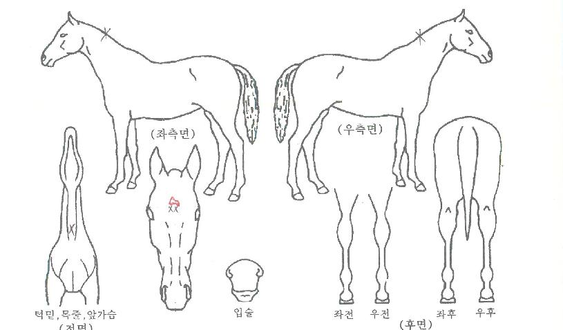 ¸®¿öµå¸±¸®ÀÇ Ãø¸é,¿ì¸é,µÞ¸é,µÎ»ó,´Ù¸®ÀÇ Æ¯Â¡µµÇØ