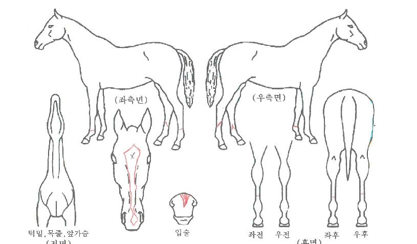 ¿ùµåÅõµ¥ÀÌÀÇ Ãø¸é,¿ì¸é,µÞ¸é,µÎ»ó,´Ù¸®ÀÇ Æ¯Â¡µµÇØ