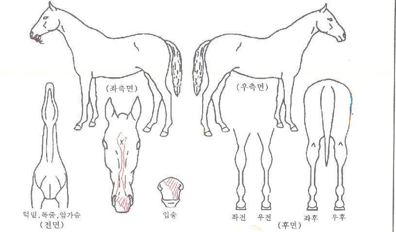 Åõ¾î´ÙÀ̾ÆÀÇ Ãø¸é,¿ì¸é,µÞ¸é,µÎ»ó,´Ù¸®ÀÇ Æ¯Â¡µµÇØ