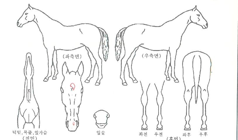 µå·¡°ïº¸Æ®ÀÇ Ãø¸é,¿ì¸é,µÞ¸é,µÎ»ó,´Ù¸®ÀÇ Æ¯Â¡µµÇØ