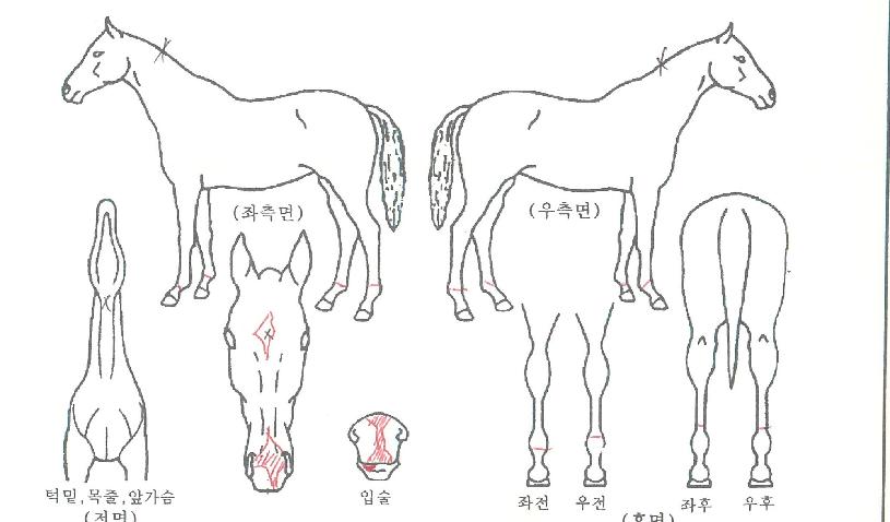 ���丮����ڸ��� ����,���,�޸�,�λ�,�ٸ��� Ư¡����
