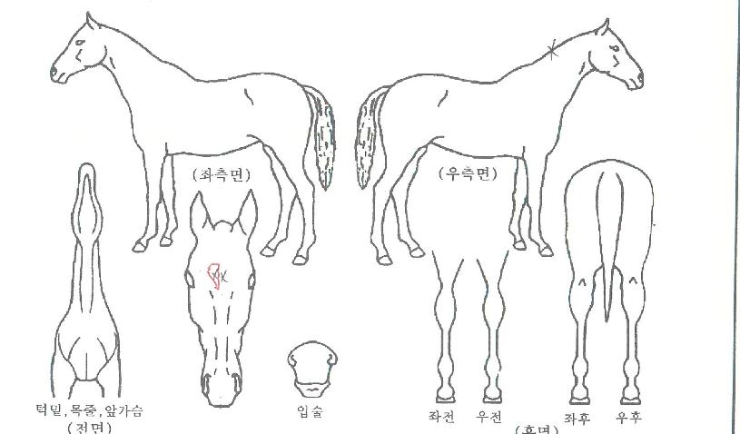 ¿¡Å¬·¹¾î»þÀÎÀÇ Ãø¸é,¿ì¸é,µÞ¸é,µÎ»ó,´Ù¸®ÀÇ Æ¯Â¡µµÇØ