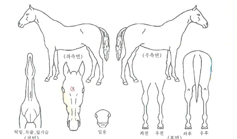 �˵��ٶ��� ����,���,�޸�,�λ�,�ٸ��� Ư¡����