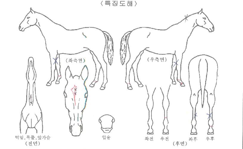 »õ³»Ç÷¡½ÃÀÇ Ãø¸é,¿ì¸é,µÞ¸é,µÎ»ó,´Ù¸®ÀÇ Æ¯Â¡µµÇØ