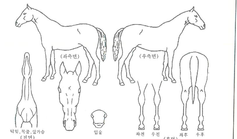 ¸ÅÄ¡ÄýÀÇ Ãø¸é,¿ì¸é,µÞ¸é,µÎ»ó,´Ù¸®ÀÇ Æ¯Â¡µµÇØ