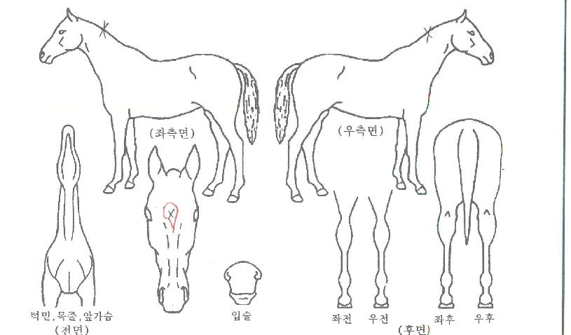 ¸µÀ×ÇöóÀ×ÀÇ Ãø¸é,¿ì¸é,µÞ¸é,µÎ»ó,´Ù¸®ÀÇ Æ¯Â¡µµÇØ