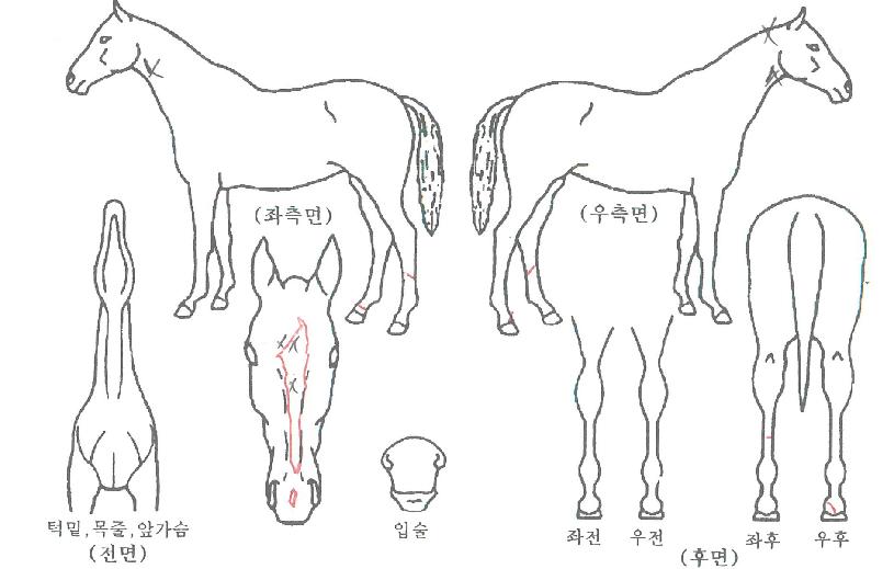 ±â´ëÇØÀÇ Ãø¸é,¿ì¸é,µÞ¸é,µÎ»ó,´Ù¸®ÀÇ Æ¯Â¡µµÇØ