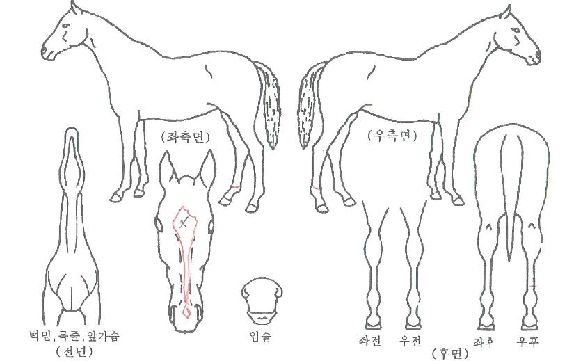 ���潺�ڽ��� ����,���,�޸�,�λ�,�ٸ��� Ư¡����