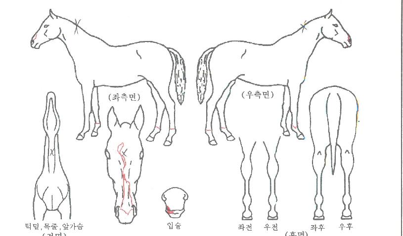 ³ª¹ÙÀ̾îÀÚ¸¶ÀÇ Ãø¸é,¿ì¸é,µÞ¸é,µÎ»ó,´Ù¸®ÀÇ Æ¯Â¡µµÇØ