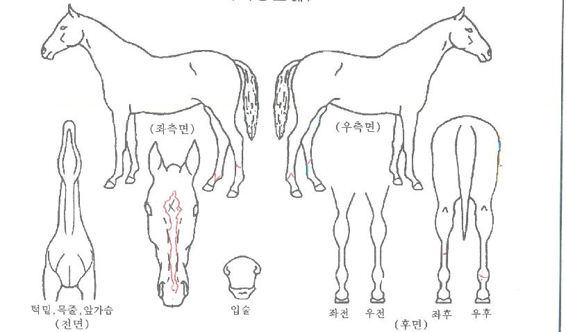 ����������� ����,���,�޸�,�λ�,�ٸ��� Ư¡����