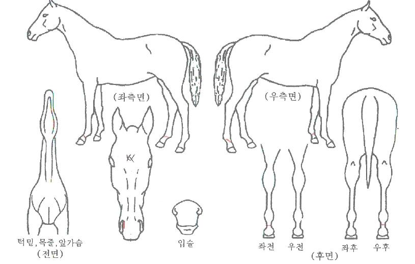 ÅõÅõ½ºÇdzëÀÇ Ãø¸é,¿ì¸é,µÞ¸é,µÎ»ó,´Ù¸®ÀÇ Æ¯Â¡µµÇØ