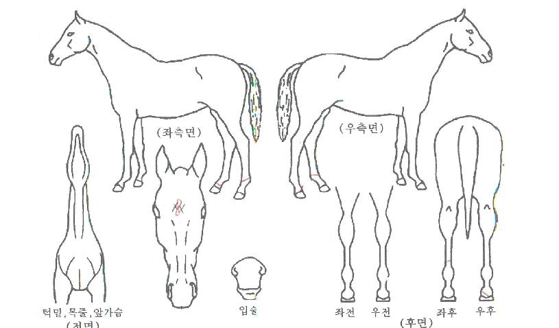 ����ĭ�� ����,���,�޸�,�λ�,�ٸ��� Ư¡����