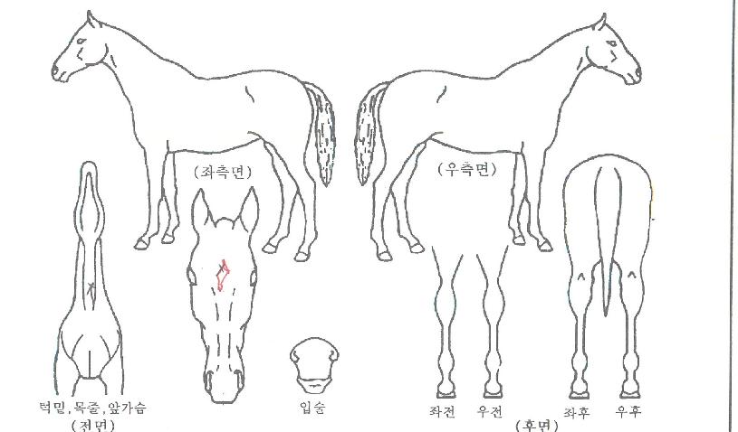 Àç´ÉÃæ¸¸ÀÇ Ãø¸é,¿ì¸é,µÞ¸é,µÎ»ó,´Ù¸®ÀÇ Æ¯Â¡µµÇØ