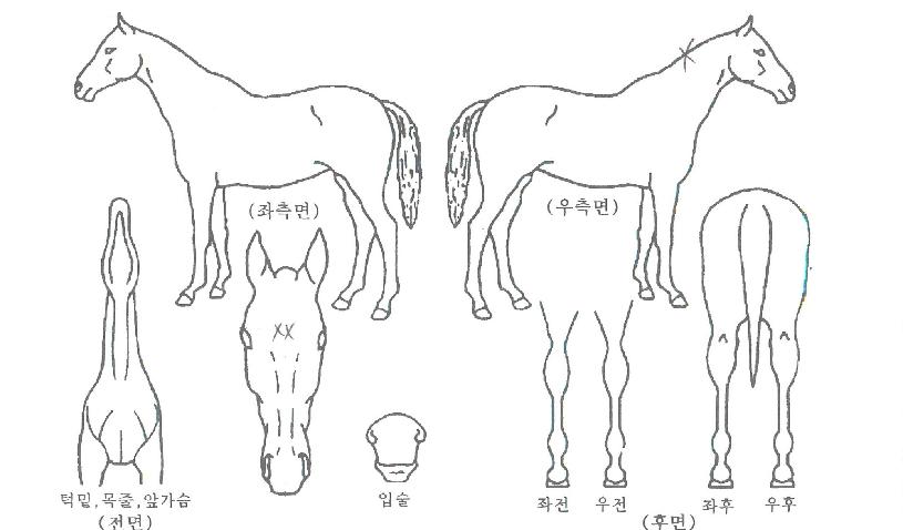 ����¡���̽��ڸ��� ����,���,�޸�,�λ�,�ٸ��� Ư¡����