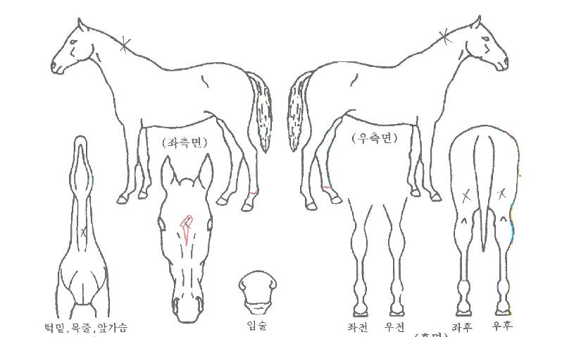 ������������ ����,���,�޸�,�λ�,�ٸ��� Ư¡����