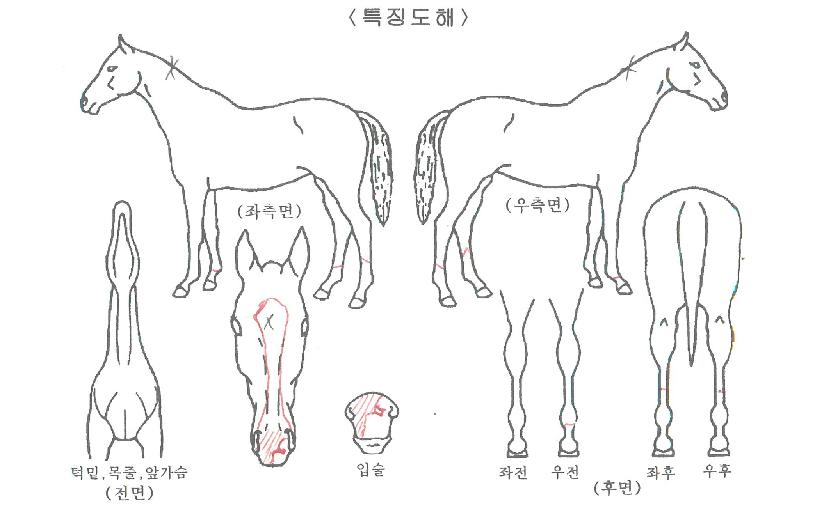 ·çÅ·±ÂÀÇ Ãø¸é,¿ì¸é,µÞ¸é,µÎ»ó,´Ù¸®ÀÇ Æ¯Â¡µµÇØ