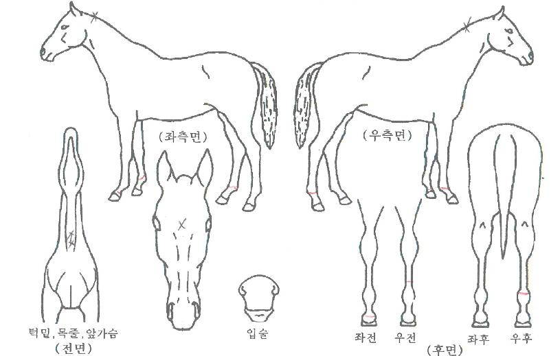 ¼¿ï¸ÅÁ÷ÀÇ Ãø¸é,¿ì¸é,µÞ¸é,µÎ»ó,´Ù¸®ÀÇ Æ¯Â¡µµÇØ