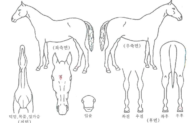 ¶ó¿Âºê¶óÀ̾ðÀÇ Ãø¸é,¿ì¸é,µÞ¸é,µÎ»ó,´Ù¸®ÀÇ Æ¯Â¡µµÇØ