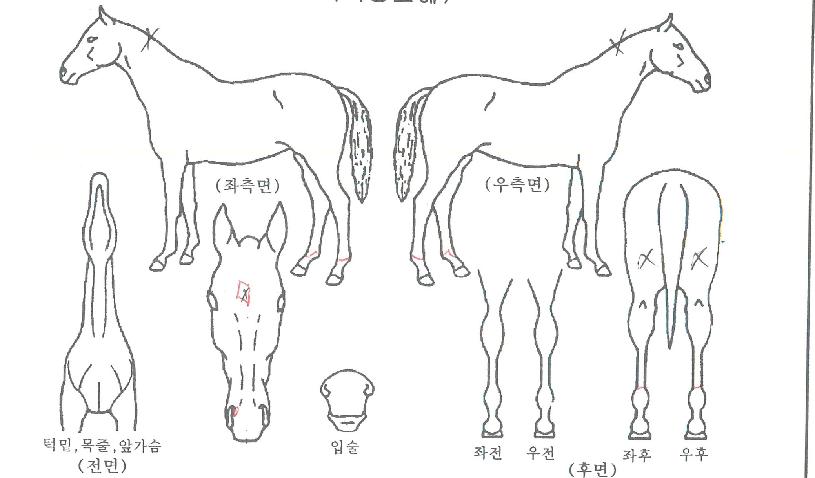 �Ｚ������ ����,���,�޸�,�λ�,�ٸ��� Ư¡����