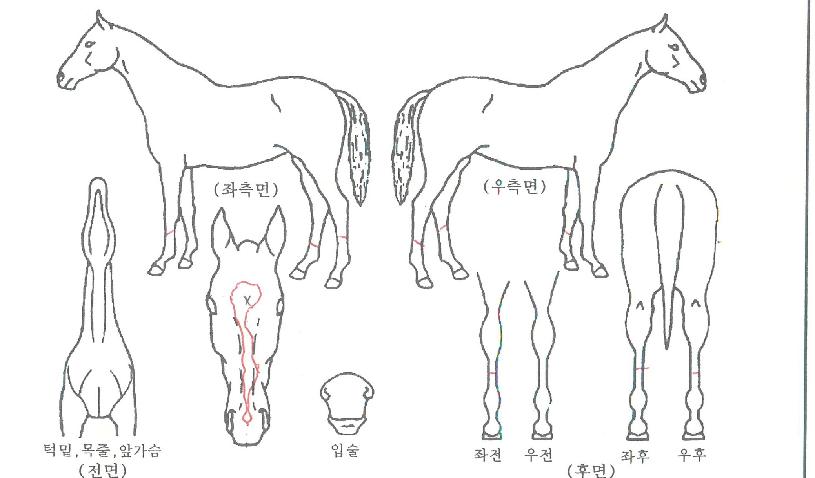 ¿ø´õÇ®¾ÆÀÌÀÇ Ãø¸é,¿ì¸é,µÞ¸é,µÎ»ó,´Ù¸®ÀÇ Æ¯Â¡µµÇØ