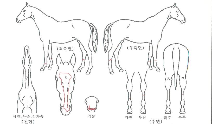 �ö����ֳ��� ����,���,�޸�,�λ�,�ٸ��� Ư¡����