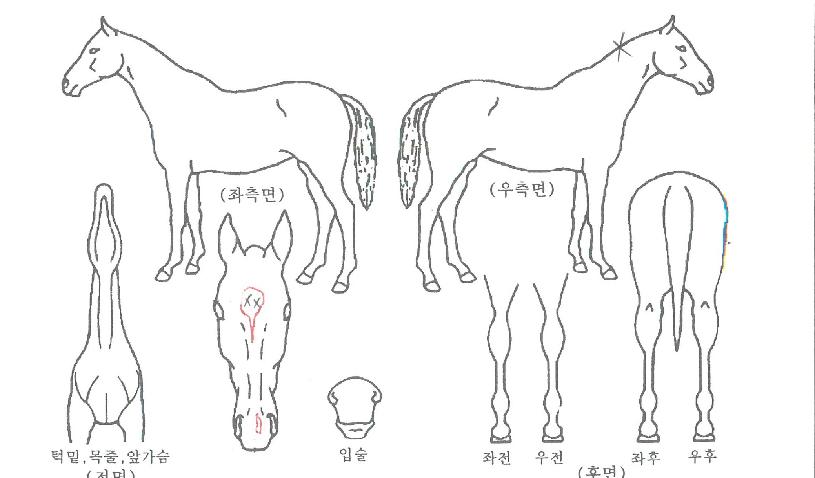 Ȧ¸®µ¥ÀÌÆÄ¸®ÀÇ Ãø¸é,¿ì¸é,µÞ¸é,µÎ»ó,´Ù¸®ÀÇ Æ¯Â¡µµÇØ