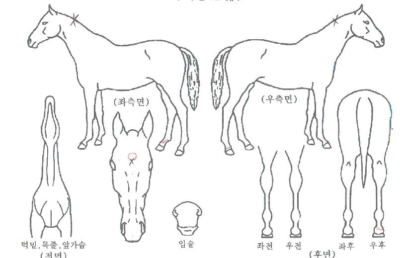 ¼¼¾î´õ¶ùÀÚ¸¶ÀÇ Ãø¸é,¿ì¸é,µÞ¸é,µÎ»ó,´Ù¸®ÀÇ Æ¯Â¡µµÇØ