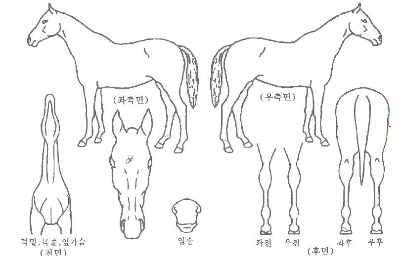 ���ϵ彺Ÿ�ڸ��� ����,���,�޸�,�λ�,�ٸ��� Ư¡����