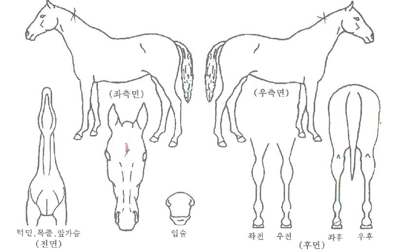 ��������� ����,���,�޸�,�λ�,�ٸ��� Ư¡����