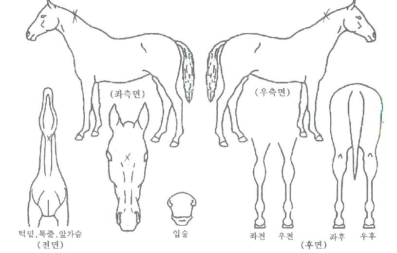 µðÀúÆ®µðµåÀÚ¸¶ÀÇ Ãø¸é,¿ì¸é,µÞ¸é,µÎ»ó,´Ù¸®ÀÇ Æ¯Â¡µµÇØ