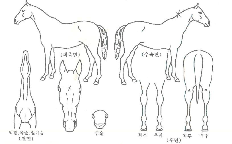 �λ������ ����,���,�޸�,�λ�,�ٸ��� Ư¡����