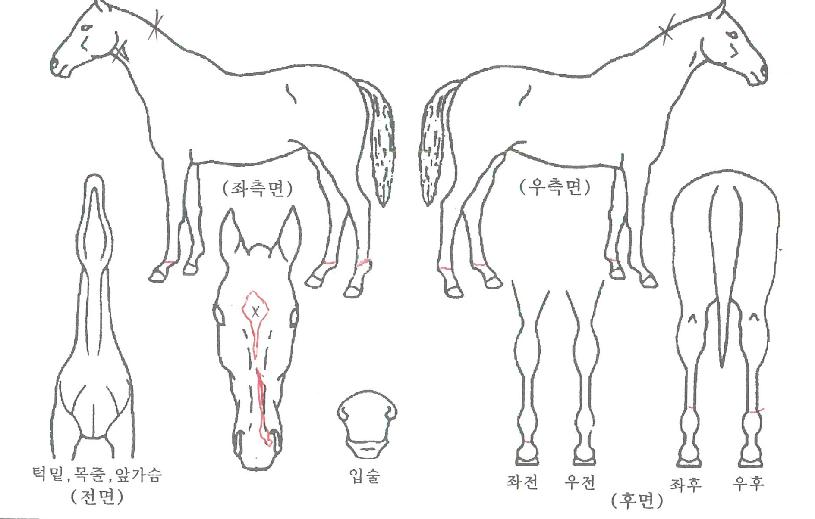 �����Ŀ��� ����,���,�޸�,�λ�,�ٸ��� Ư¡����