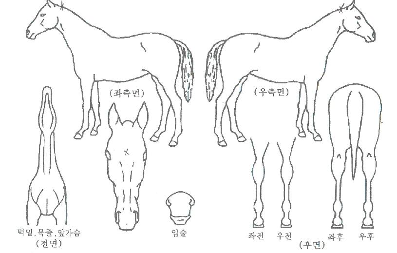 ���������� ����,���,�޸�,�λ�,�ٸ��� Ư¡����