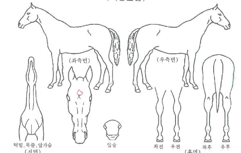 ³í½ºÅéÀ§´×ÀÇ Ãø¸é,¿ì¸é,µÞ¸é,µÎ»ó,´Ù¸®ÀÇ Æ¯Â¡µµÇØ