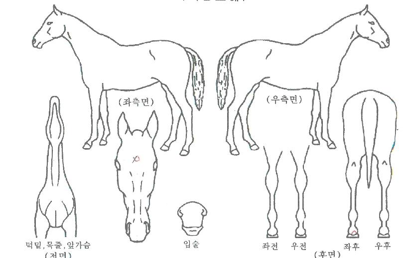 ºñÁ¦´Ï½ºÀÇ Ãø¸é,¿ì¸é,µÞ¸é,µÎ»ó,´Ù¸®ÀÇ Æ¯Â¡µµÇØ