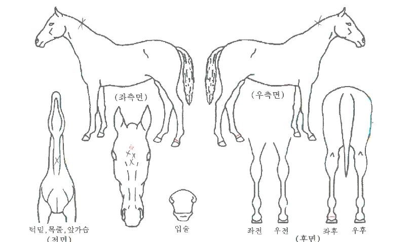 Á¤¼º¿ÍÀϵåÀÇ Ãø¸é,¿ì¸é,µÞ¸é,µÎ»ó,´Ù¸®ÀÇ Æ¯Â¡µµÇØ