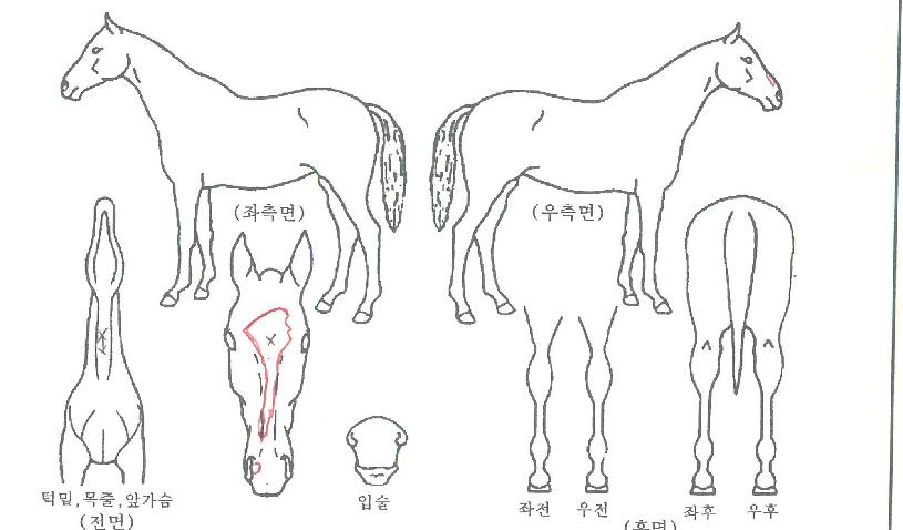 �ٻ����ʴ��� ����,���,�޸�,�λ�,�ٸ��� Ư¡����