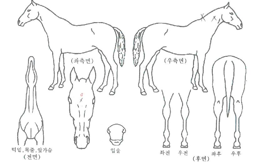 ºäƼ·ÎÁîÀÇ Ãø¸é,¿ì¸é,µÞ¸é,µÎ»ó,´Ù¸®ÀÇ Æ¯Â¡µµÇØ